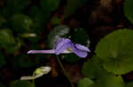 Longspur violet